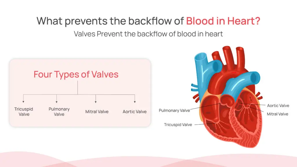 What prevents the backflow of blood in heart?
