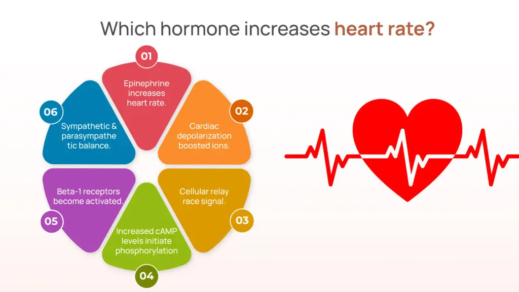 Which Hormone Increases Heart Rate?