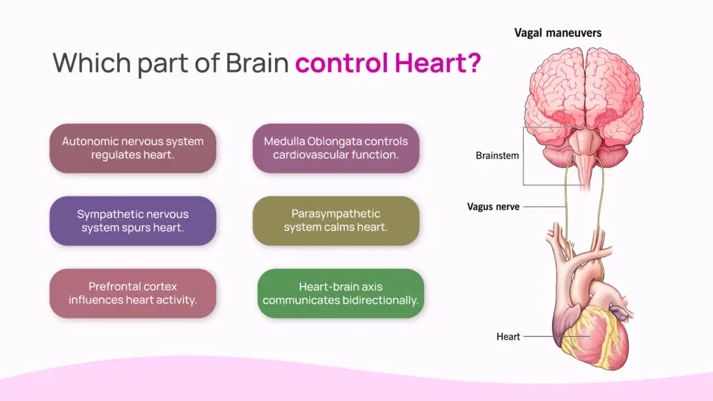 Which Part of Brain Control Heart?