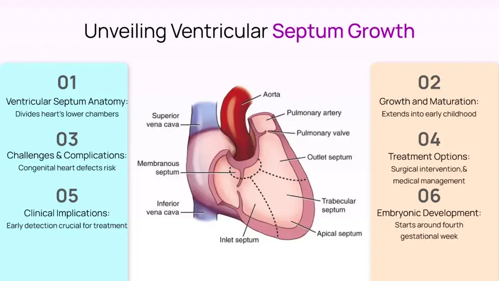 Unveiling Ventricular Septum Growth
