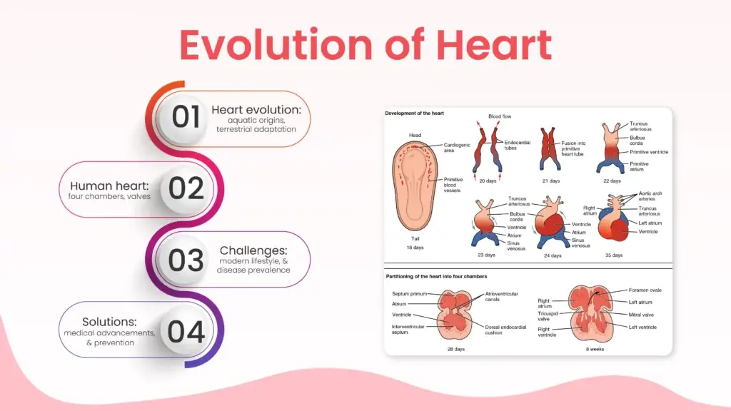 Evolution of the Heart Explained