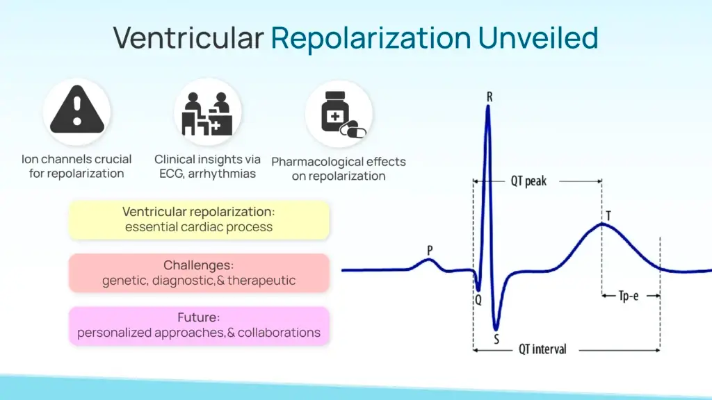 Ventricular Repolarization Unveiled