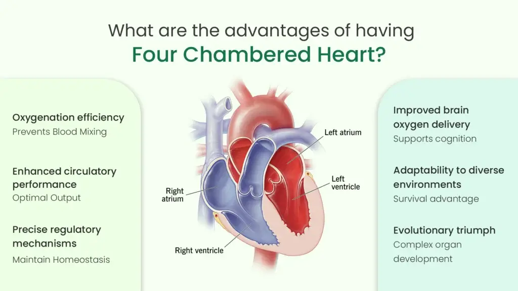 What are the Advantages of Having Four Chambered Heart?