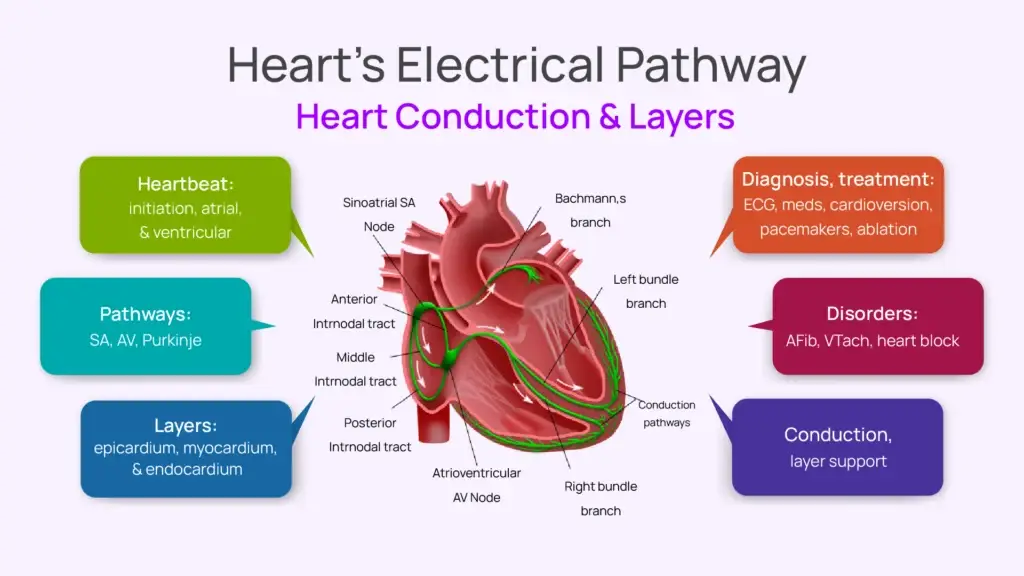 Heart's Electrical Pathway: Heart Conduction & Layers