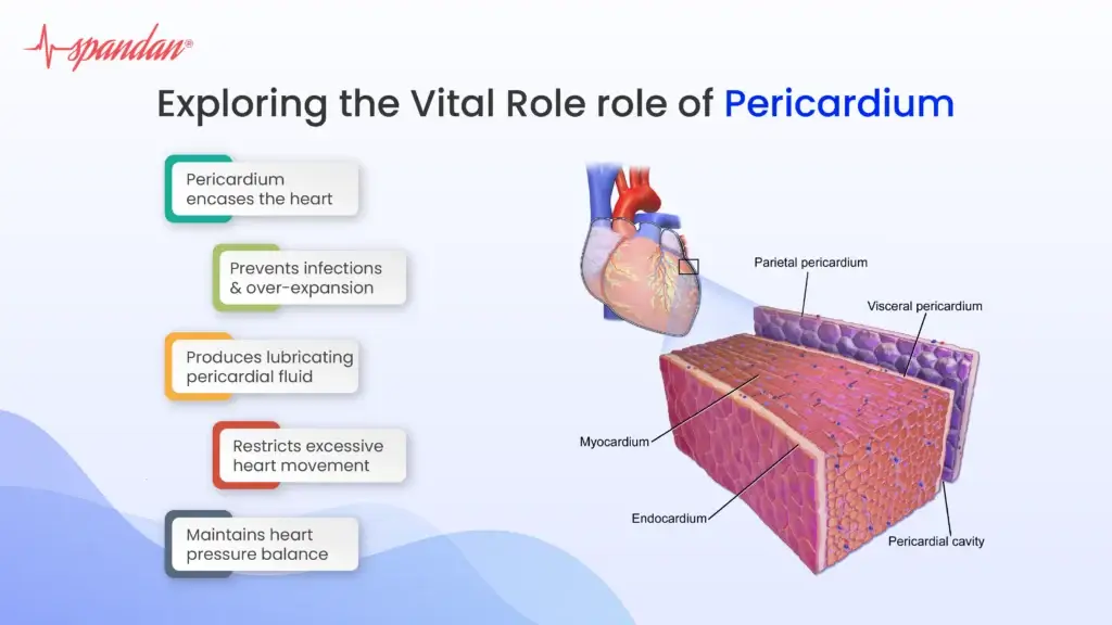 Exploring the Vital Role of Pericardium