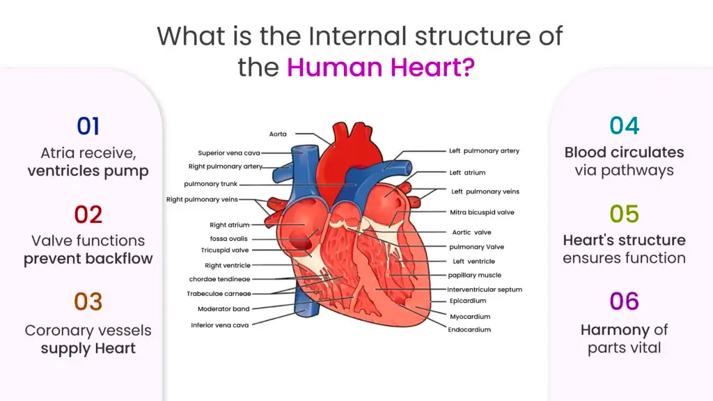 What is the Internal Structure of the Human Heart?