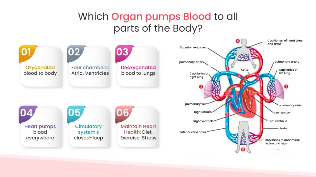 Which Organ pumps Blood to all parts of the Body?