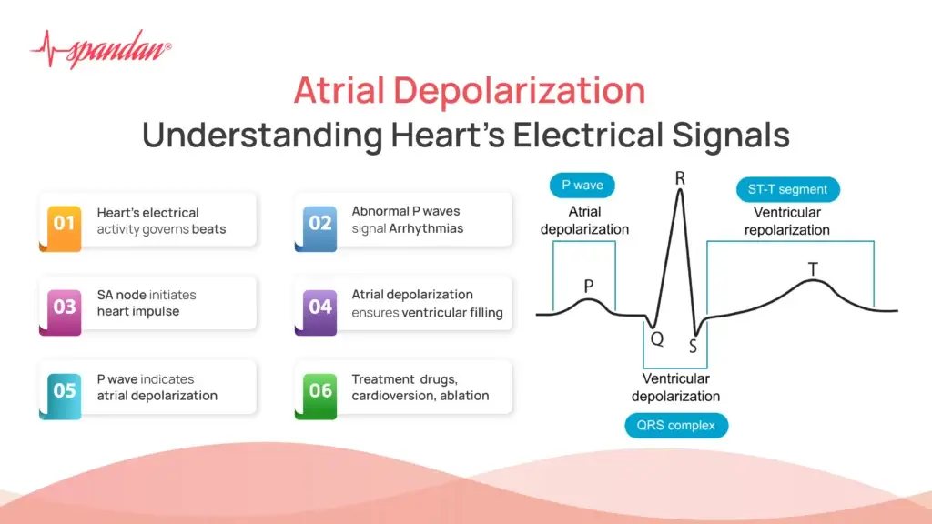 Atrial Depolarization: Understanding Heart's Electrical Signals