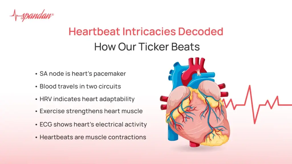 Heartbeat Intricacies Decoded: How Our Ticker Beats