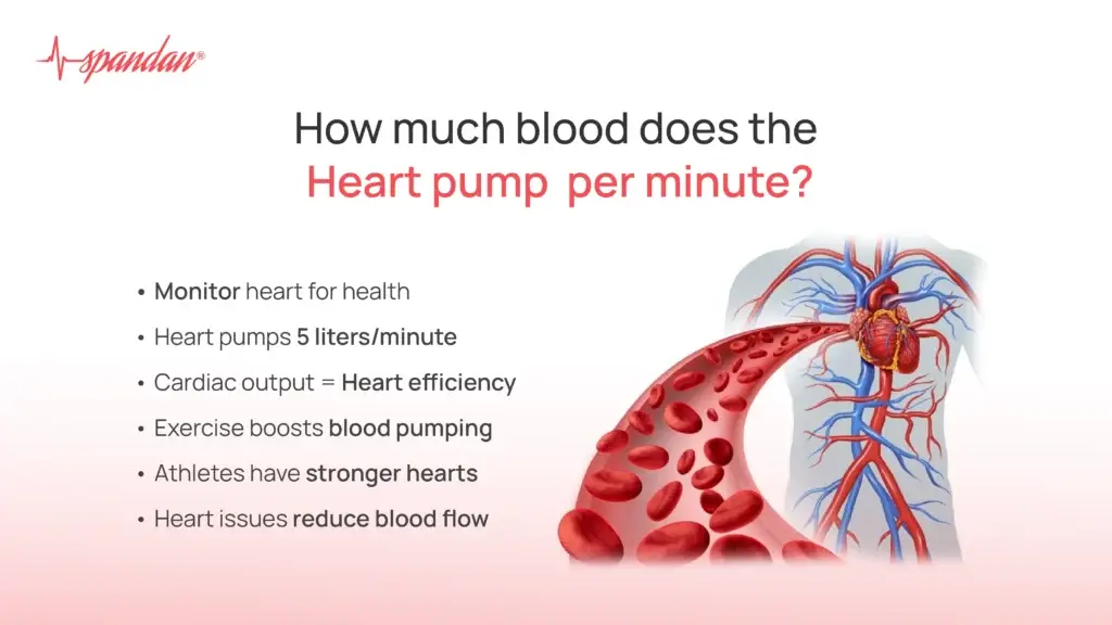 How Much Blood Does The Heart Pump Per Minute?