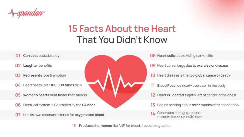 15 Facts About the Heart That You Didn't Know