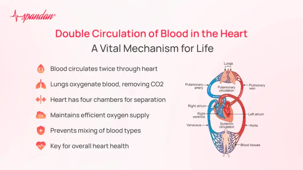 Double Circulation of Blood in the Heart: A Vital Mechanism for Life