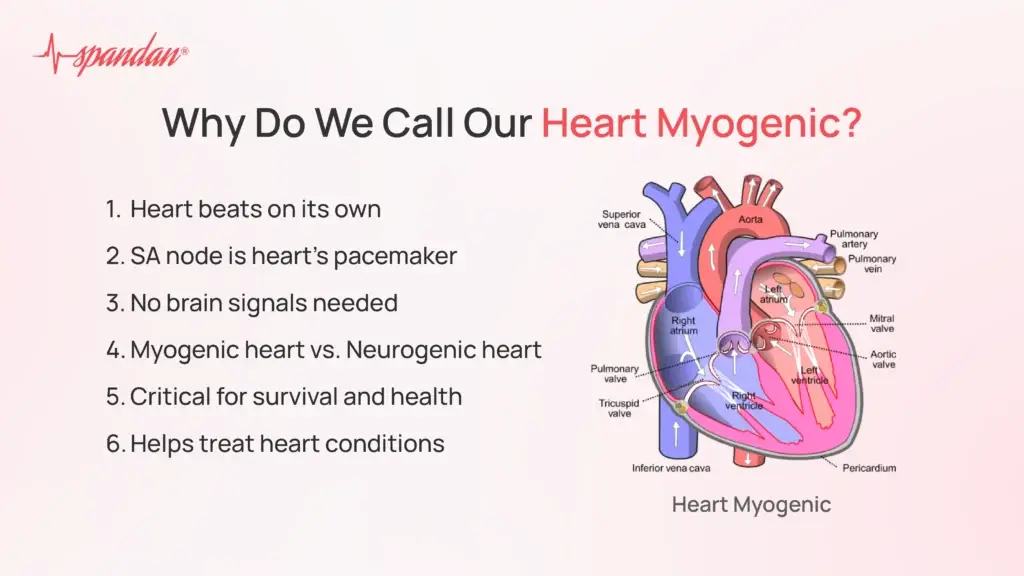 Why Do We Call Our Heart Myogenic?