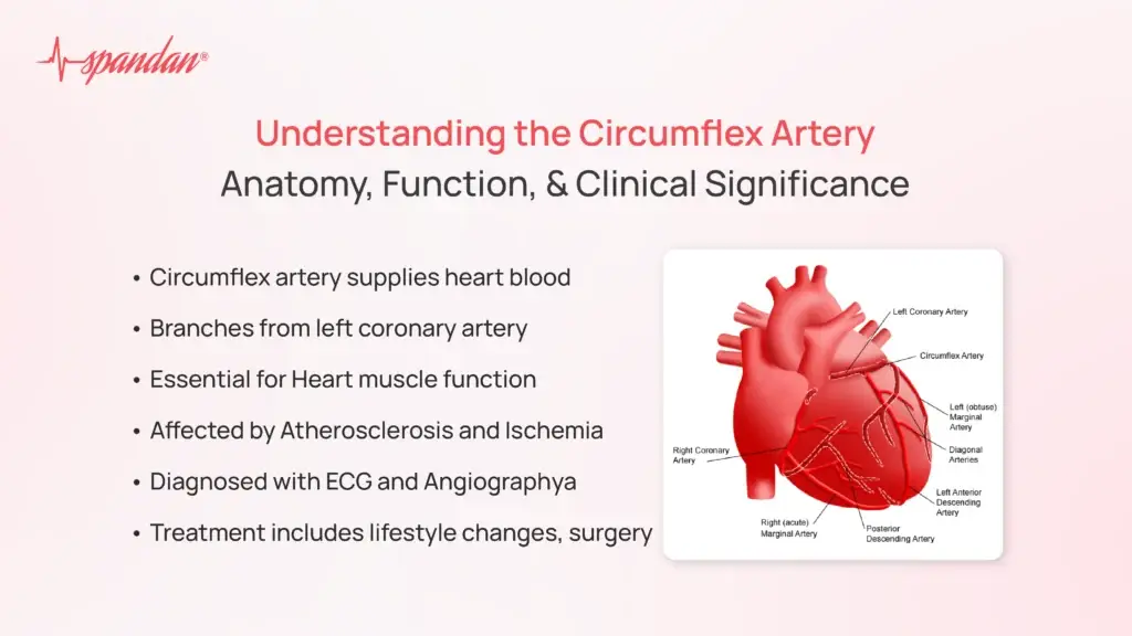 Understanding the Circumflex Artery: Anatomy, Function, and Clinical Significance