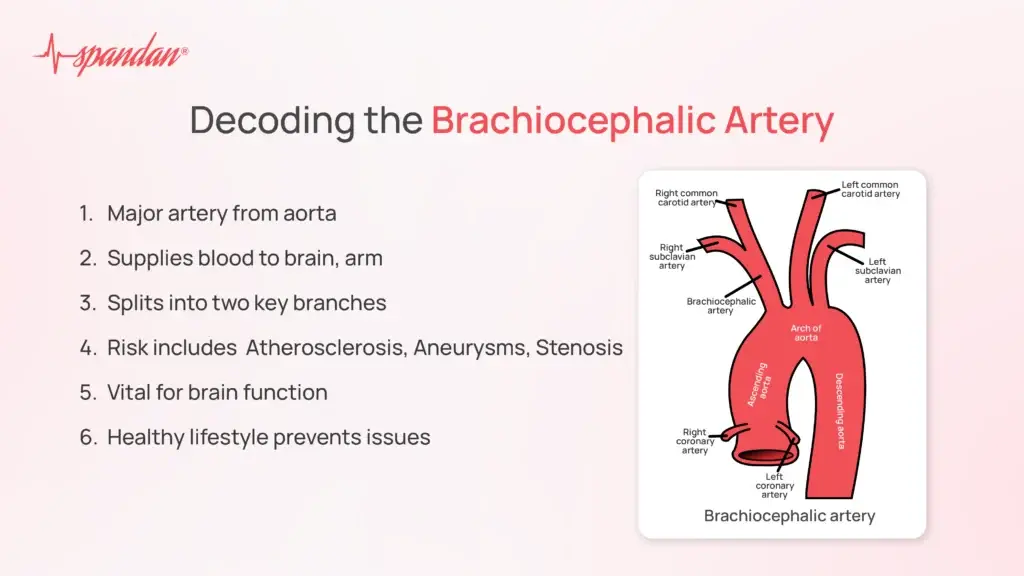 Decoding the Brachiocephalic Artery