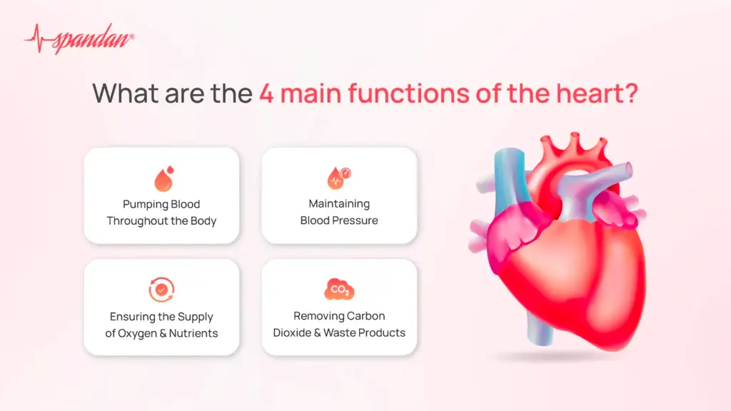 What are the 4 Main Functions of the Heart?