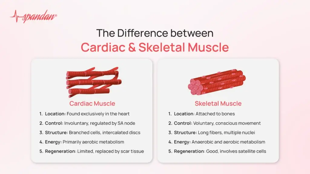 The Difference between Cardiac and Skeletal Muscle
