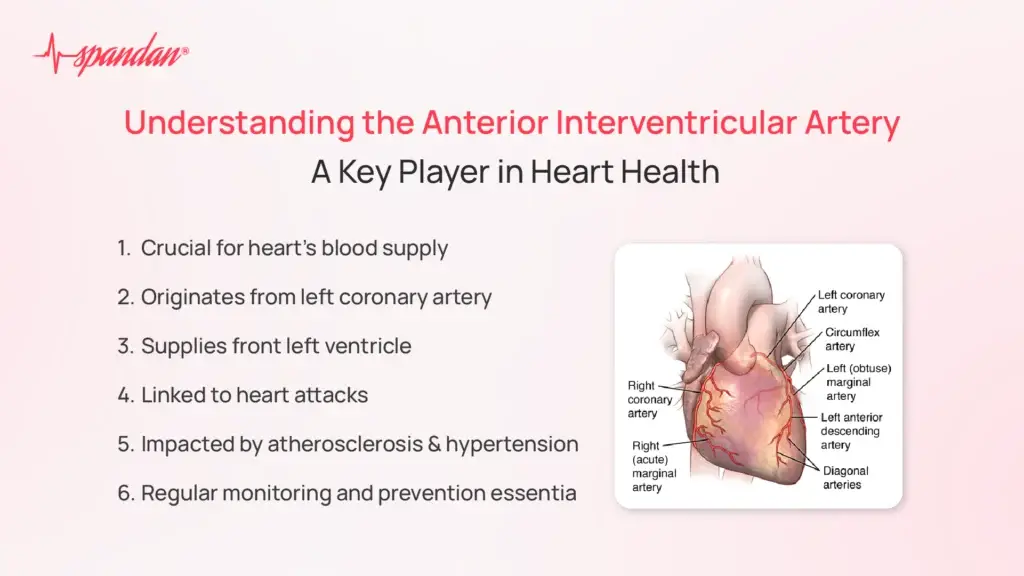 Understanding the Anterior Interventricular Artery: A Key Player in Heart Health