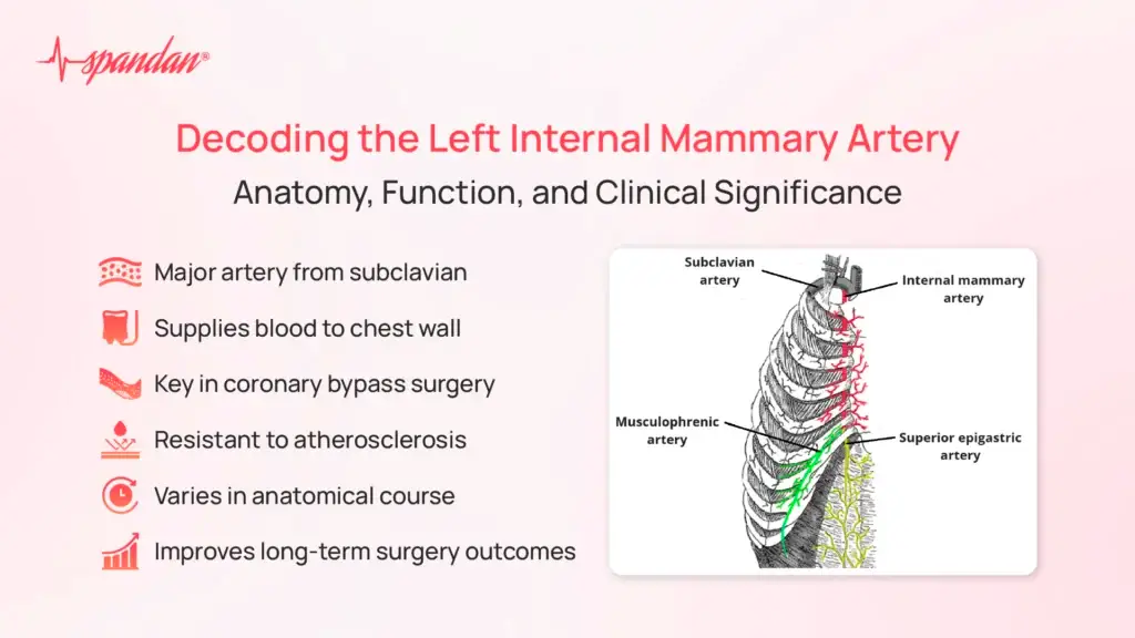 Decoding the Left Internal Mammary Artery: Anatomy, Function, and Clinical Significance