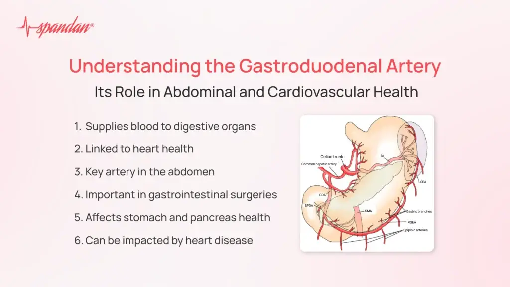 Understanding the Gastroduodenal Artery: Its Role in Abdominal and Cardiovascular Health