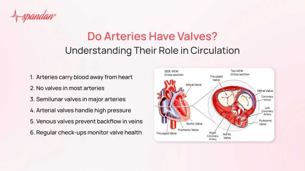 Do Arteries Have Valves? Understanding Their Role in Circulation