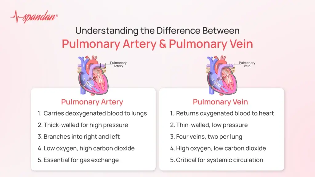 Understanding the Difference Between Pulmonary Artery and Pulmonary Vein