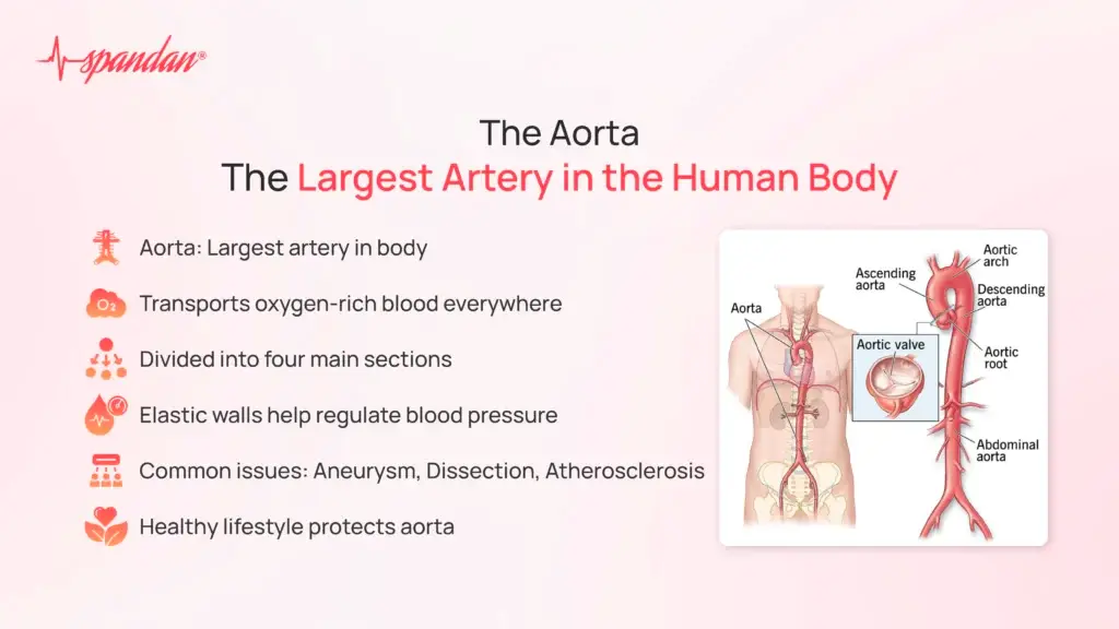 The Largest Artery in the Human Body: The Aorta
