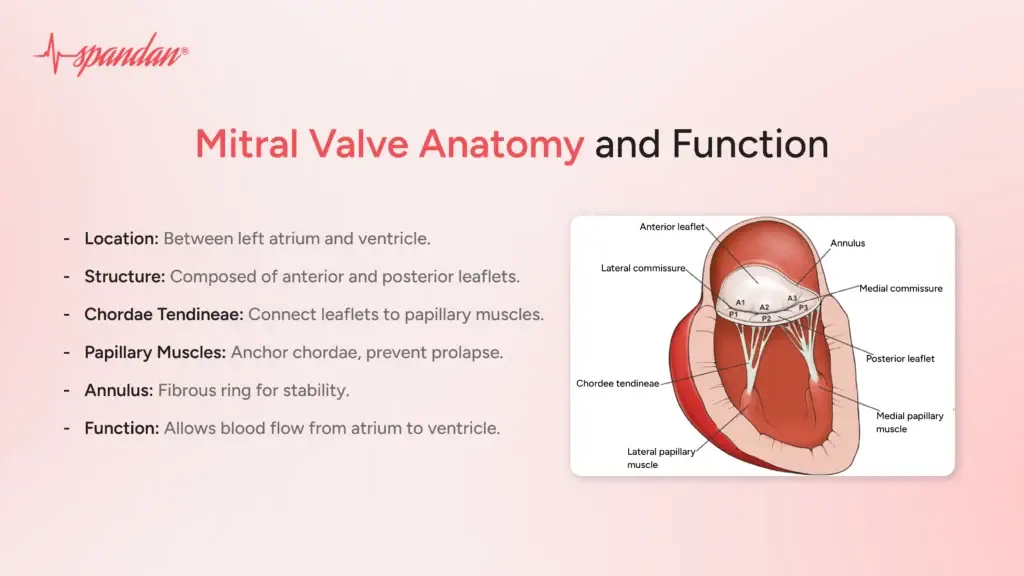 Mitral Valve Anatomy and Function
