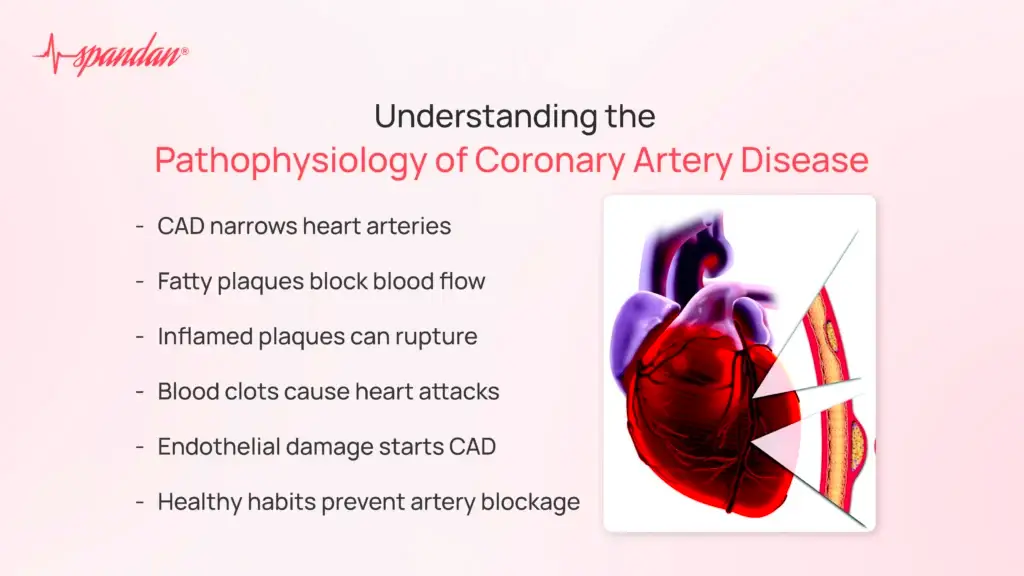 Understanding the Pathophysiology of Coronary Artery Disease