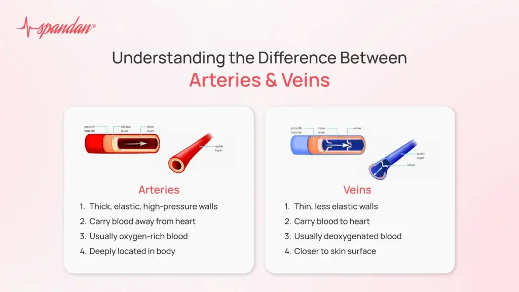 Understanding the Difference Between Arteries and Veins