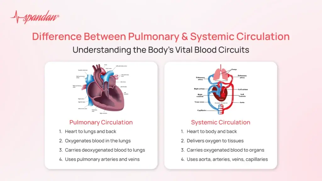 Difference Between Pulmonary and Systemic Circulation: Understanding the Body's Vital Blood Circuits
