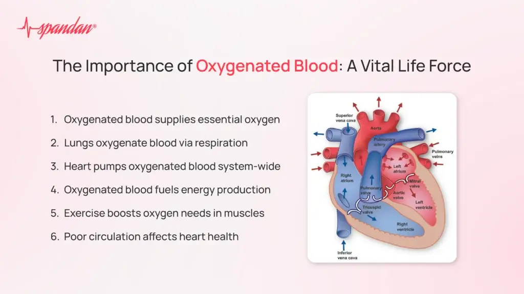 The Importance of Oxygenated Blood: A Vital Life Force